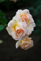 澄んだ杏色が美しくとても魅力的なアプリコット・ネクター。ばらの品種の一つである。大きめの花を咲かせ、花型も良いので見栄えがある