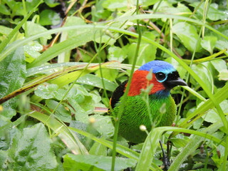 Pássaro colorido SP Brasil