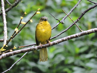 Pássaro colorido SP Brasil