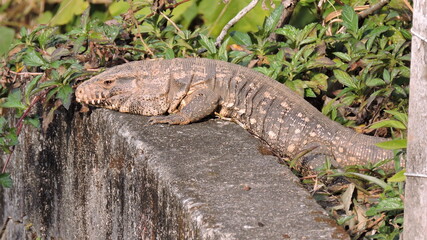 Teiú lagarto