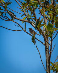 Tico-tico bird in a tree on a sunny day and blue sky in the cerrado biome of brazil.