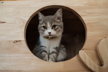 Naklejka premium Cat look at camera 