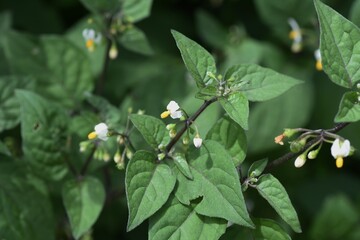 Black nightshade （Solanum nigrum ).Solanaceae toxic plants.