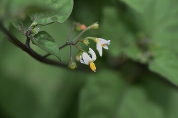 Black nightshade （Solanum nigrum ).Solanaceae toxic plants.