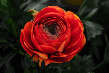 Macro High contrast rose 