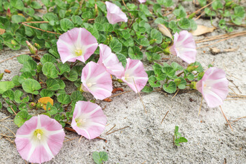 ハマヒルガオ　花
