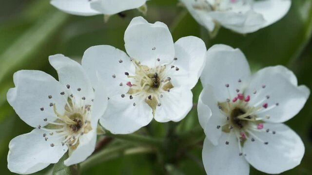 Close-up image of the beautiful white spring blossom flowers of the Pear tree