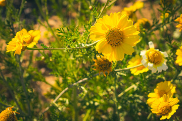 field of yellow flowers