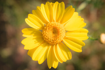 close up of yellow flower