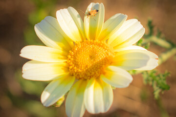 Obraz premium close up of daisy flower