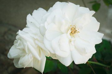 white rose flower