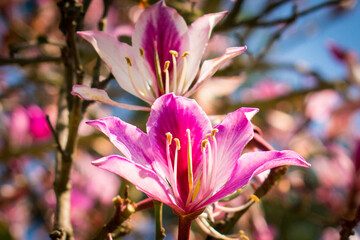 pink and yellow flower