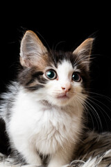 gatito con mirada hermosa