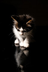 gatito mirando su reflejo