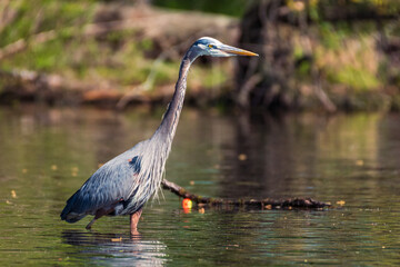 great blue heron