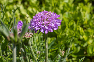 Blooming garden flowers in springtime.