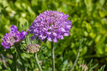 Blooming garden flowers in springtime.