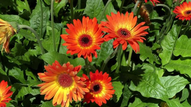 4K HD video zooming in on vibrant orange and yellow Gerbera Daisy flowers blowing in the wind
