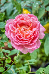 English Rose 'Jubilee Celebration', a fully double pink rose with orange center tones