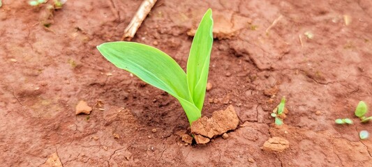 Corn seedlings for 4 weeks to be used as an instructional image or media.Young fodder was born from dry soil.