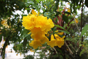 Trumpetflowers or yellow elder flowers in the garden