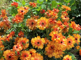 オレンジ色のラナンキュラス