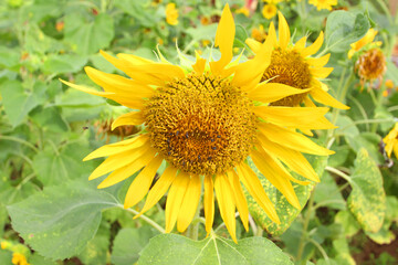 Sunflowers in the garden