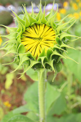 Sunflowers in the garden
