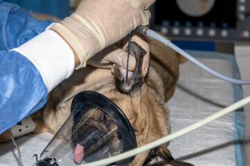 Endoscope of a pugs ear while sleeping