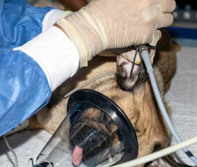 Endoscope of a pugs ear while sleeping