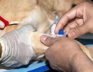 A veterinarian places an intravenous cannula