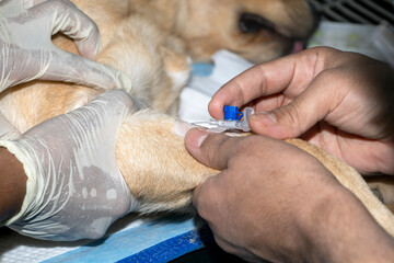 A veterinarian places an intravenous cannula
