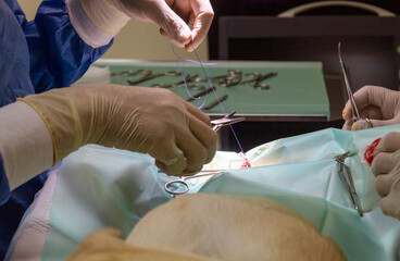 Veterinary surgeons placing sutures on a dog