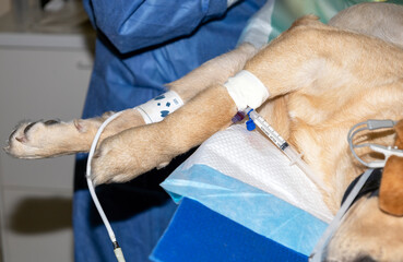 Blood Pressure cuff and syringe on a dogs leg