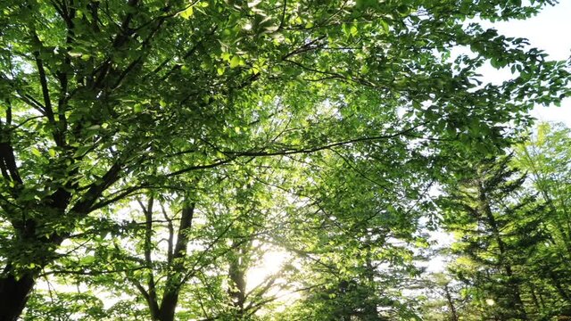 爽やかな森林　新緑　木もれ日　太陽の光