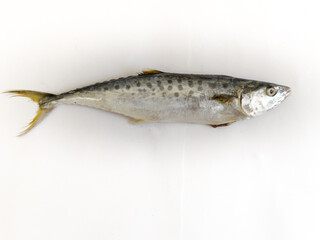 Fresh Seer Fish,King Fish isolated on white background,selective focus.