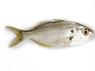 Fresh White Fish,False Trevally isolated on a white background,selective focus.