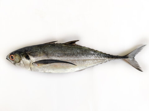 Close up view of Fresh Finletted Mackerel Fish or Torpedo Scad Fish Isolated on White background,Selective focus.