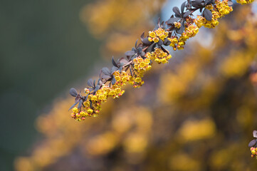 A closeup of some Berberis Thunbergii blooming in the park.   Vancouver BC Canada	
