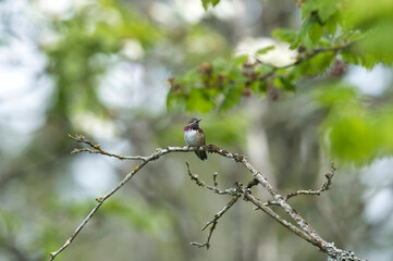 A male calliope hummingbird perching on the branch.   Vancouver BC Canada
