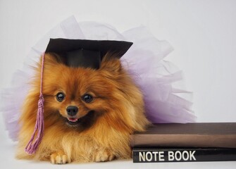 Pomeranian, wearing a graduation cap, poses for a photo shoot at a studio, back to school concept.