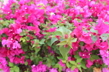 Bougainvillea flower in the garden.