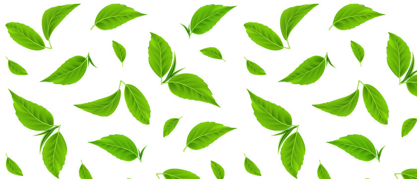 Green leaves vector seamless pattern. Realistic tea leaves. Trendy hand drawn textures. Summer tropical endless background. Modern design for paper, cover, fabric, packaging, interior decor. EPS10