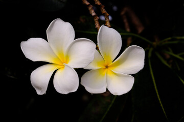 Close up of White plumeria flowers