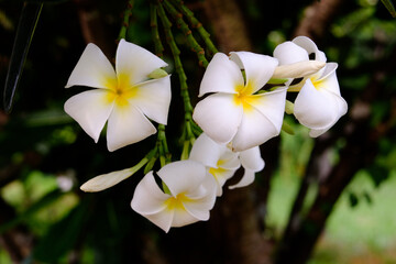 Close up of White plumeria flowers