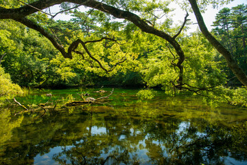 Fototapeta na wymiar The panoramic view of Goshikinuma Pond is in Fukushima, Japan, the huge branches reflecting the clear and still water overlooks the remains of trees and rocks in the emerald green water.