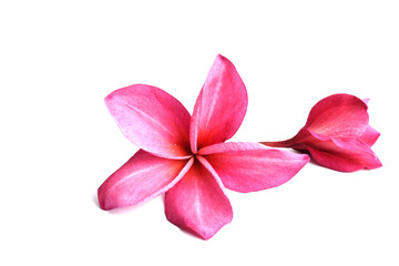 Naklejka na ściany i meble pink frangipani flower
