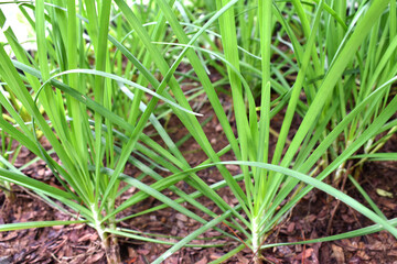 green grass in the garden