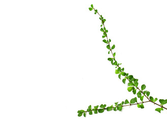 plant isolated on white