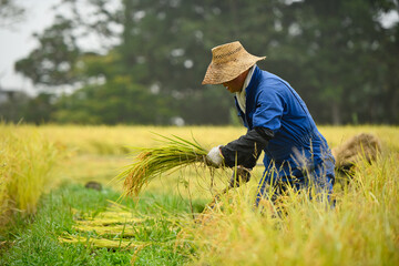 A Japanese farmer wearing a blue dress and a wicker hat, harvesting rice in a field, rice plants in...